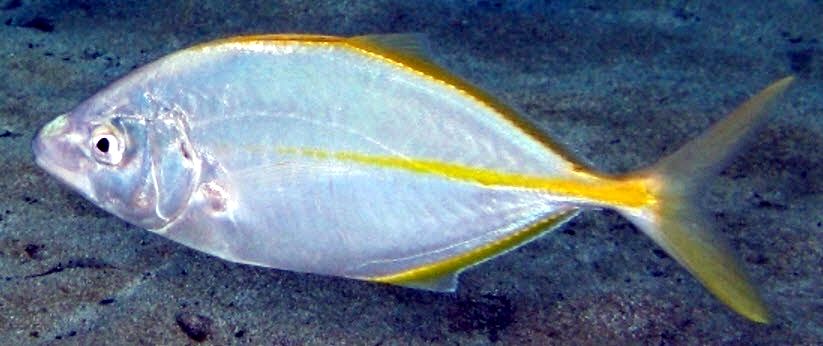 Pseudocaranx dentex_007